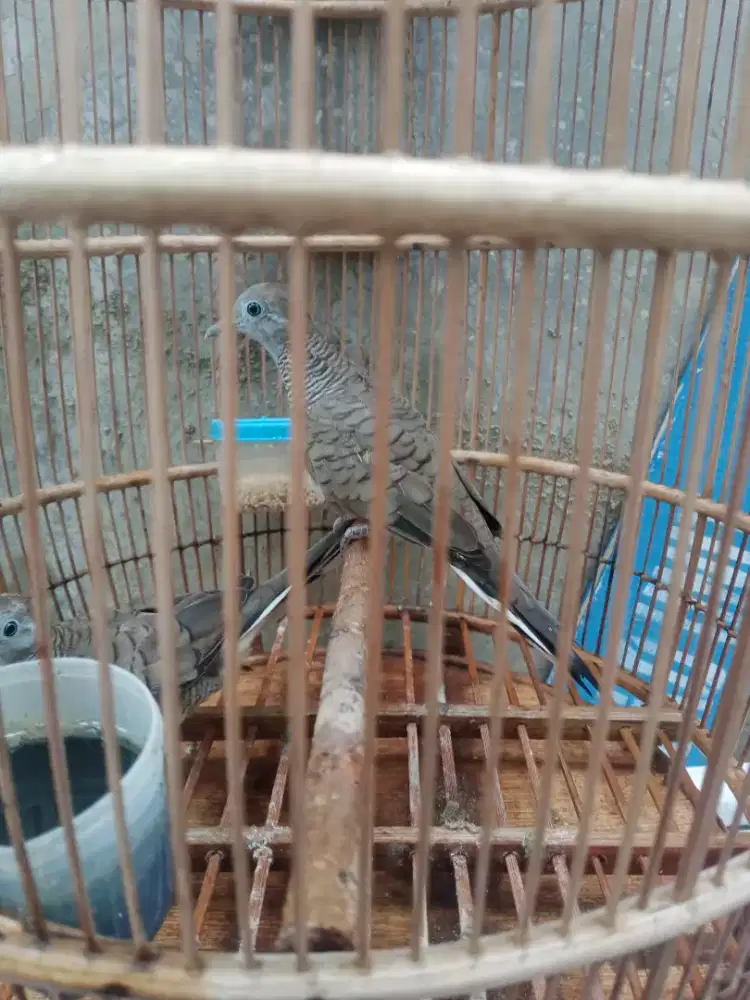 Perkutut cros satu pasang