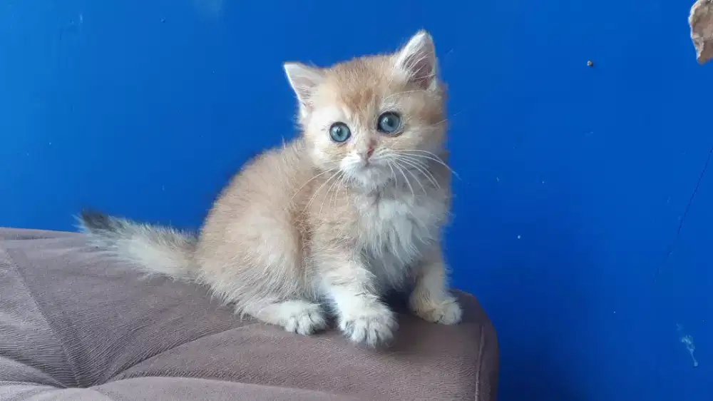 BSH golden NY11 Jantan