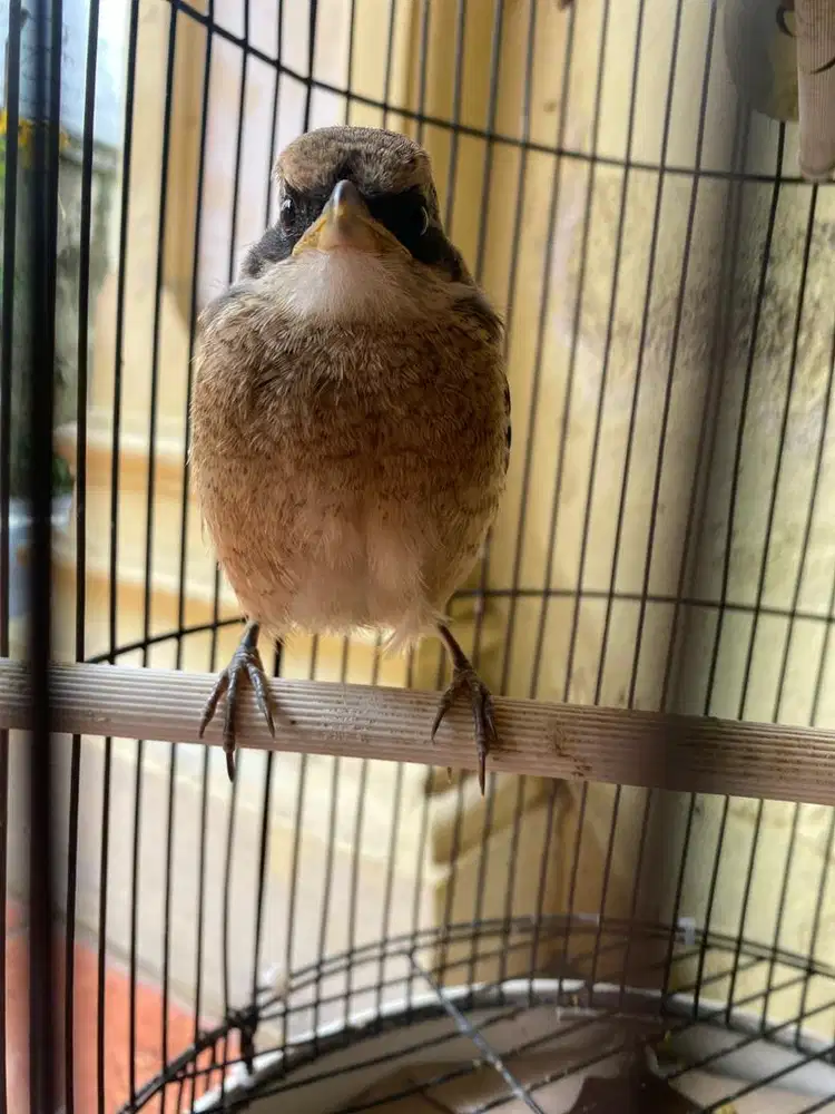 Cendet/pentet hampir mandiri