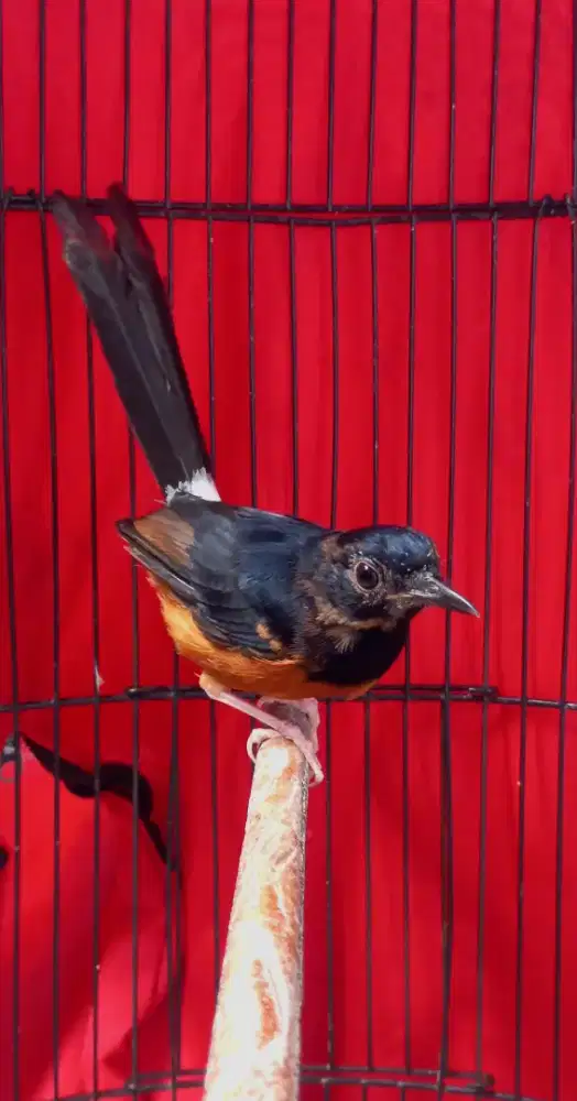 Burung murai trotol jantan mutasi pastol