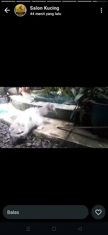 Kucing anakan persia