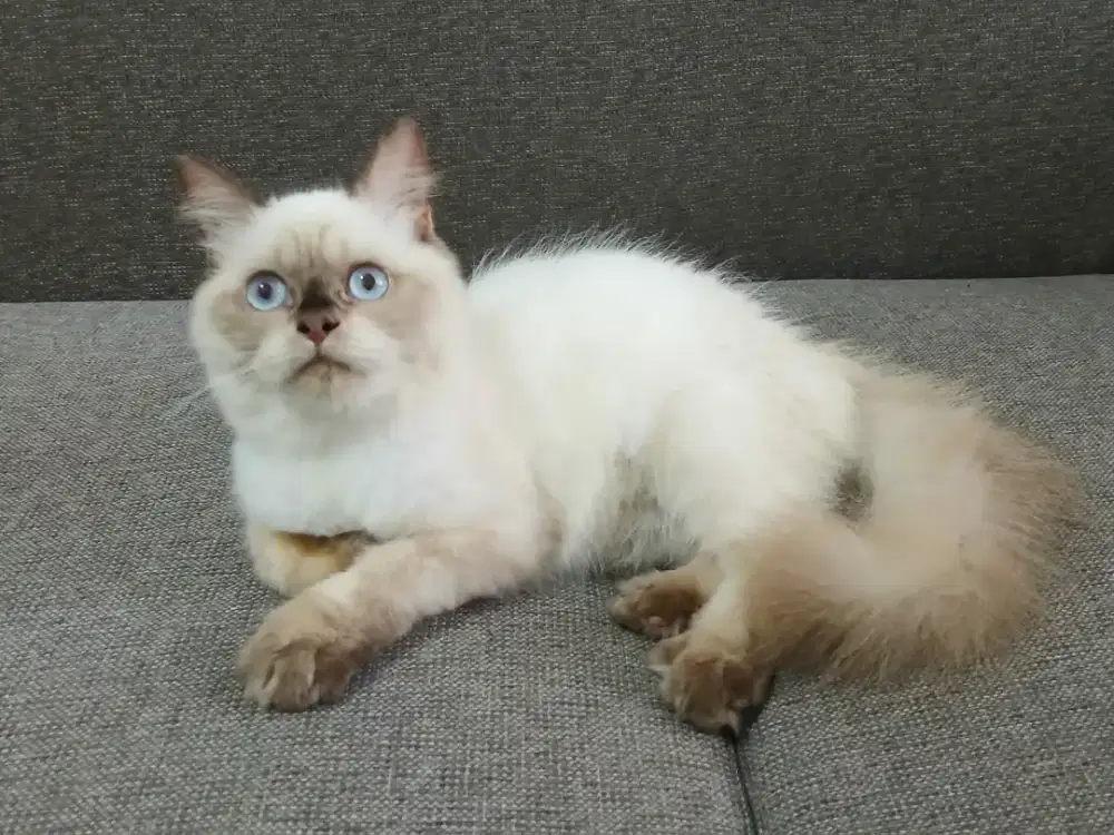 PERSIA HIMALAYA SEAL POINT