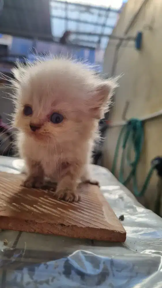 Kucing persia jantan