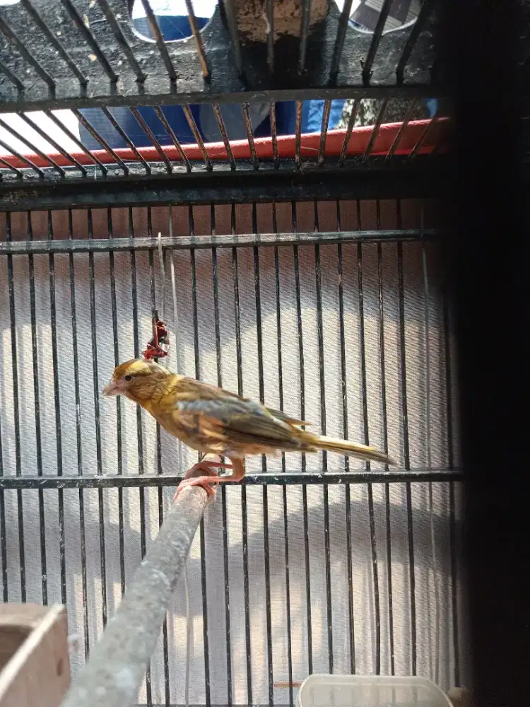 Kenari betina umur 5bulan up