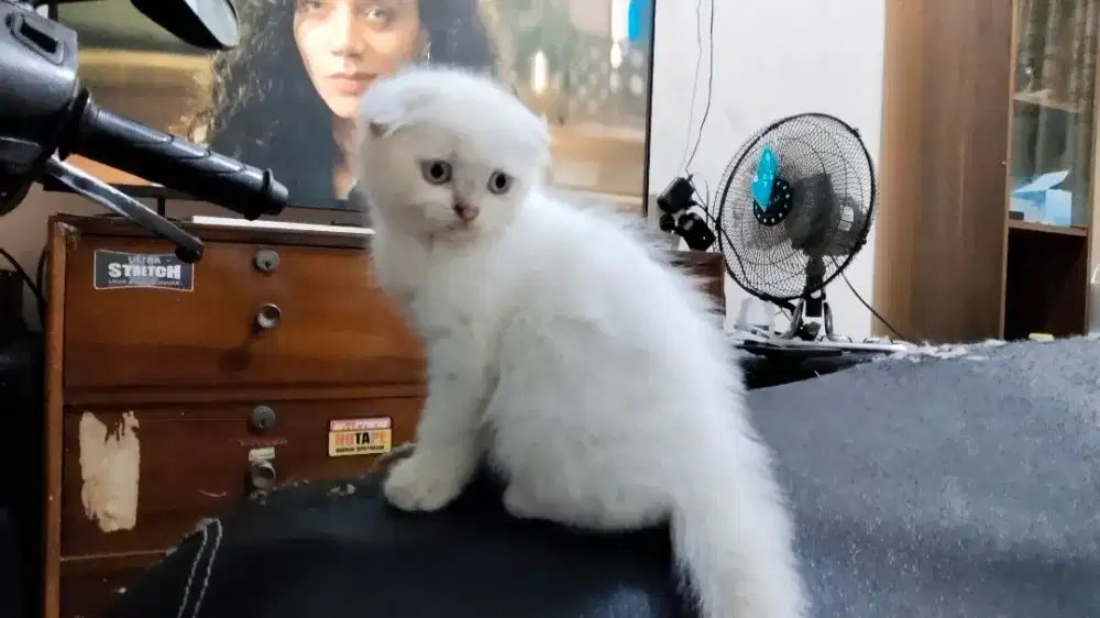 Kucing Scottish Fold Mix Himalaya