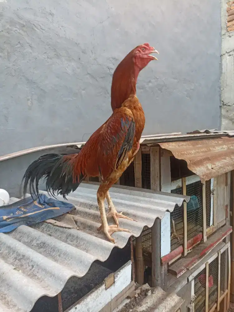 Ayam shamo cross Vietnam