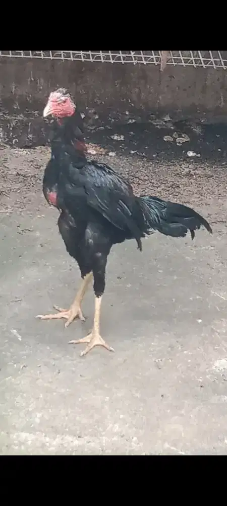 Ayam bangkok muda