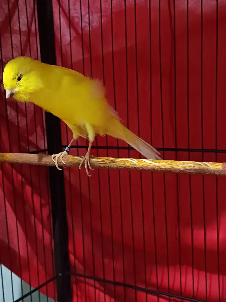 Kenari rasmi iran ring25 murah