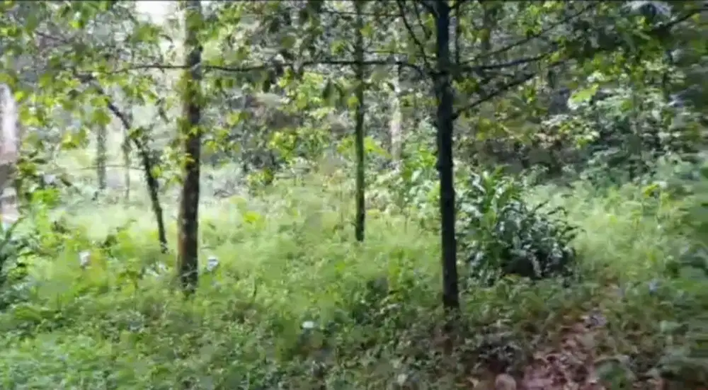 Di jual lhan tanah kebun mnggis durian lt 4500 mtr sudah produktip