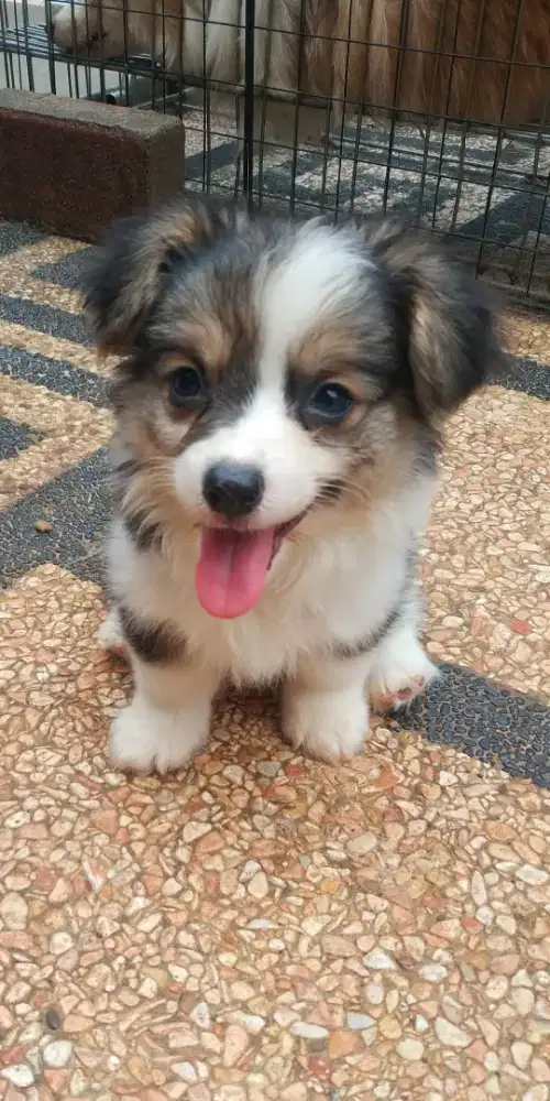 Jual Corgi jantan Fluffy Long Hair