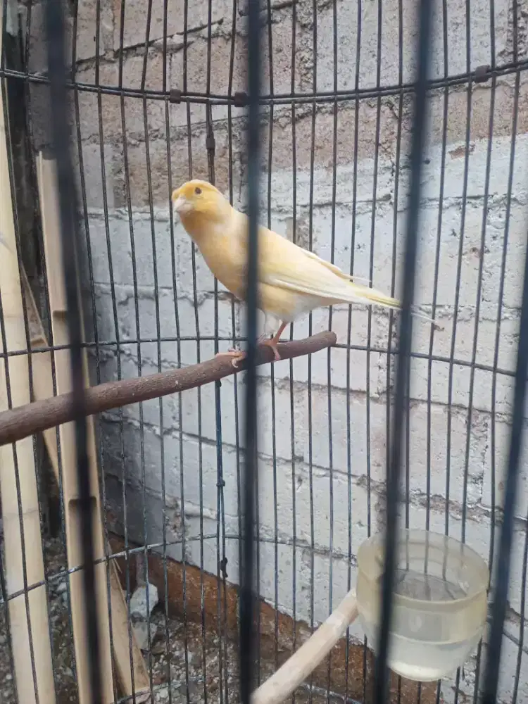 Kenari kuning gacoran