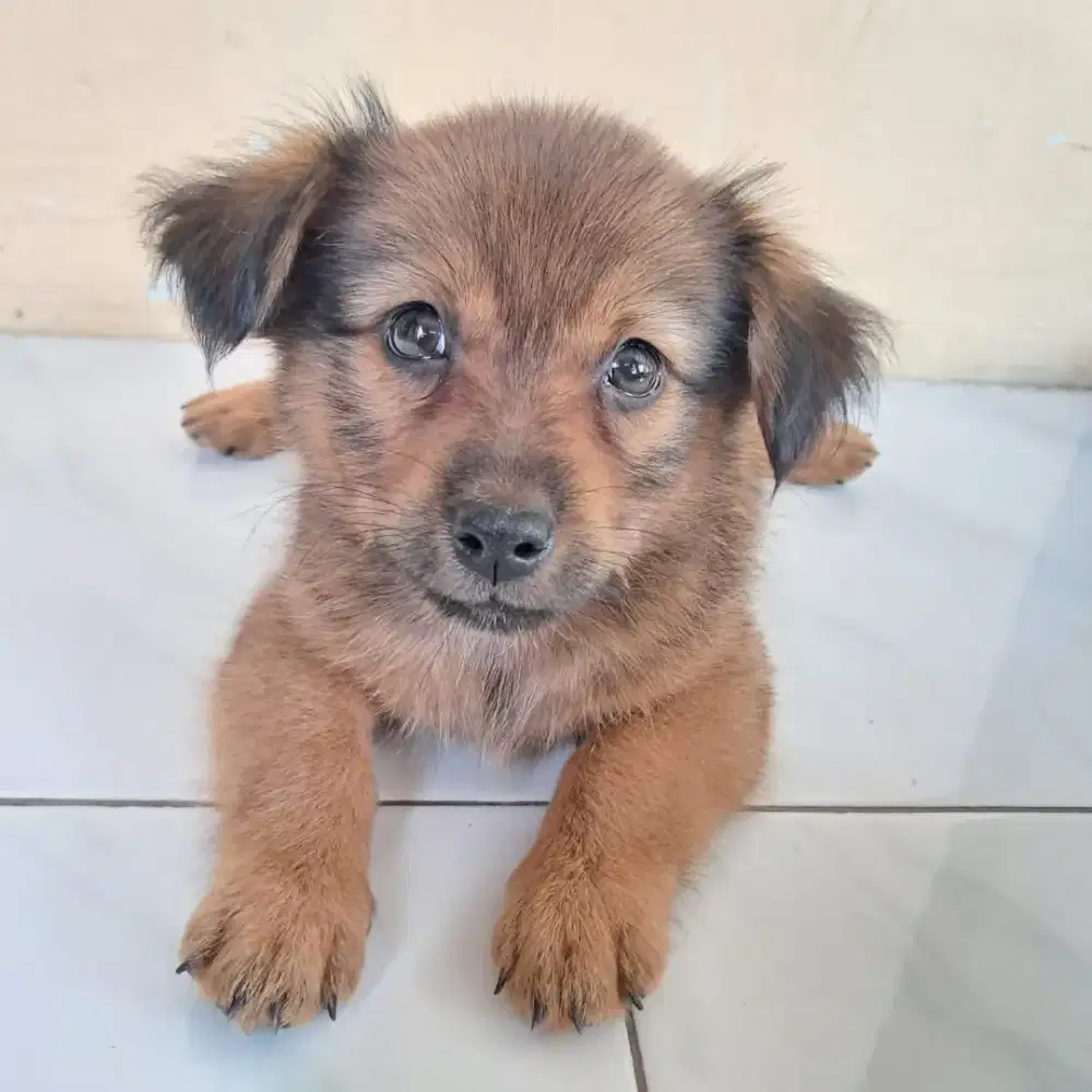 anjing 2 bulan mix tekel