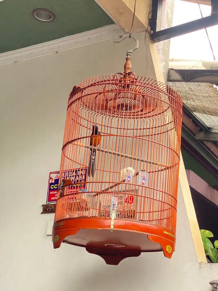 murai batu balak enam