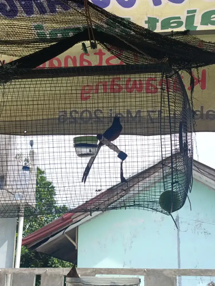 Murai Medan dewasa 4xmabung mantan tipe dingin