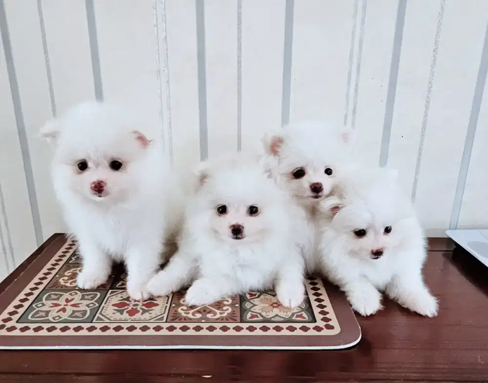 jual anjing mini pom