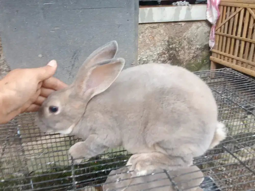 Kelinci rex sepasang