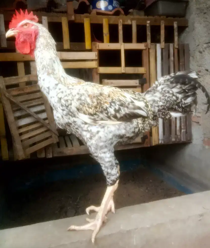 AYAM PELUNG JALI