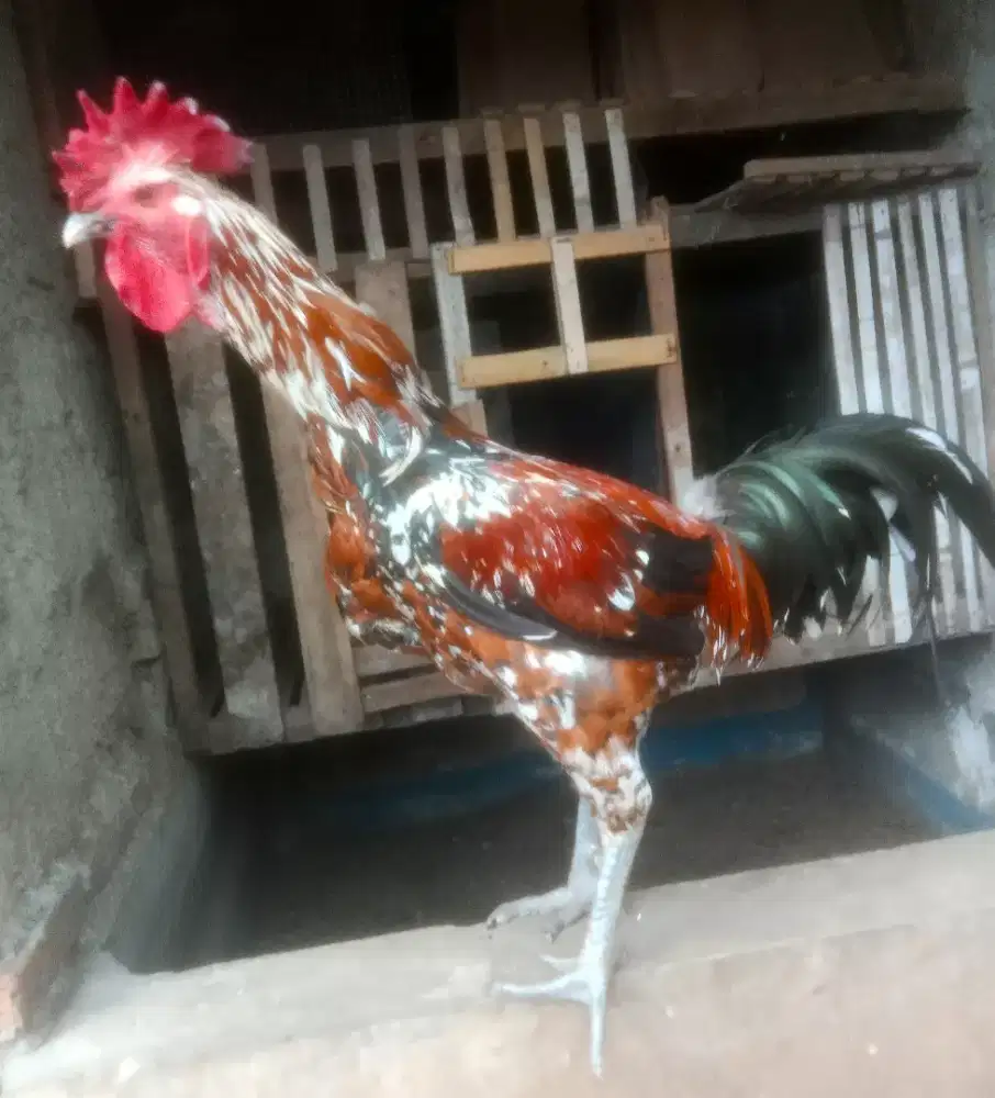 AYAM PELUNG JANTAN