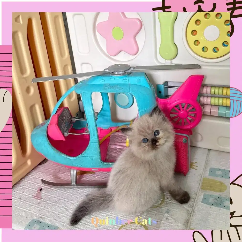 Kucing Himalaya Seal Point Betina