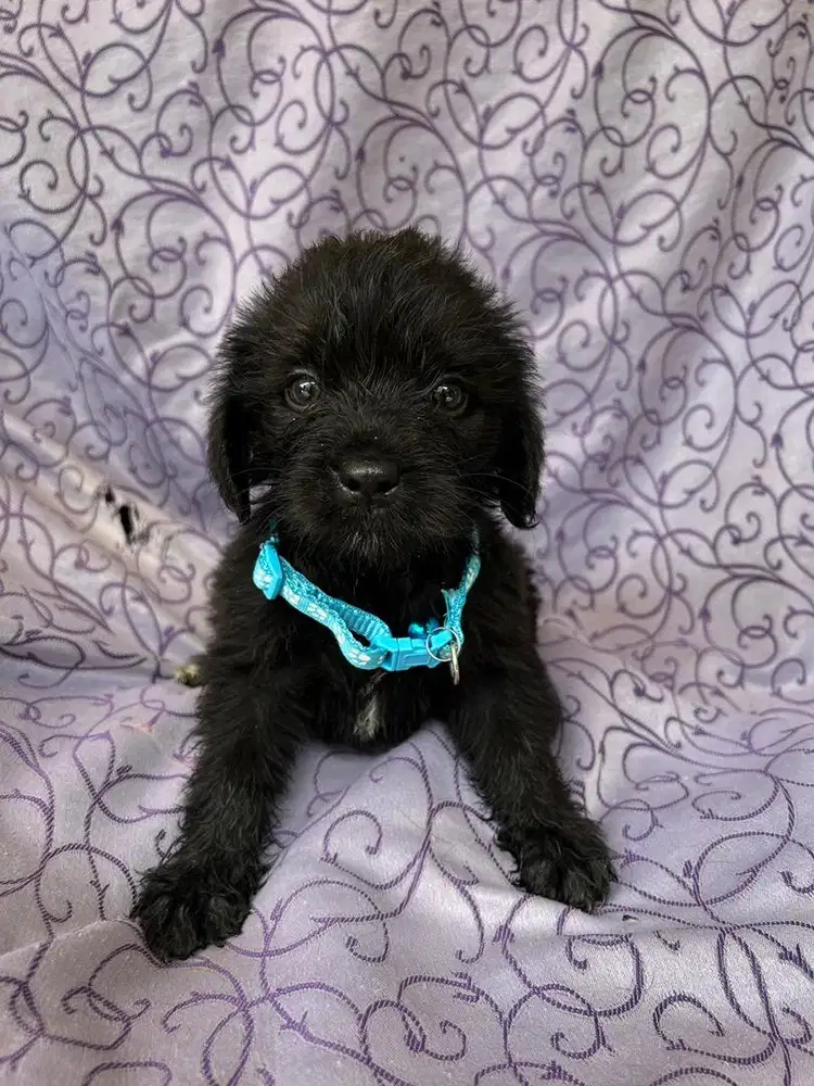 JUAL ANAKAN ANJING LABRADOR ASLI