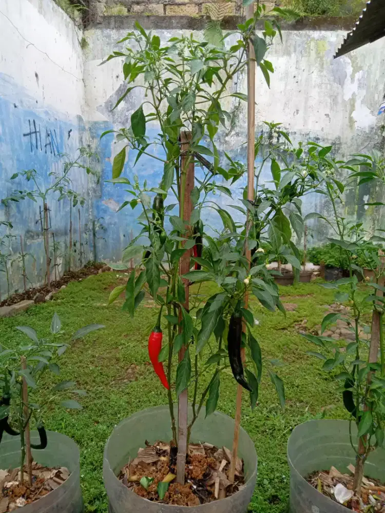 Pohon Cabe Merah Berbuah
