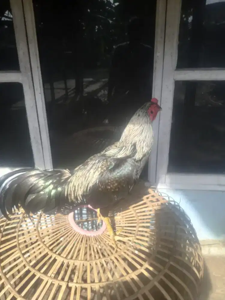 Ayam manggon warna jalak