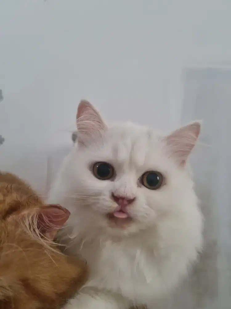 Kitten kucing persia