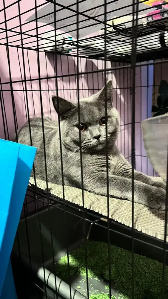 BSH BLUE SOLID BETINA