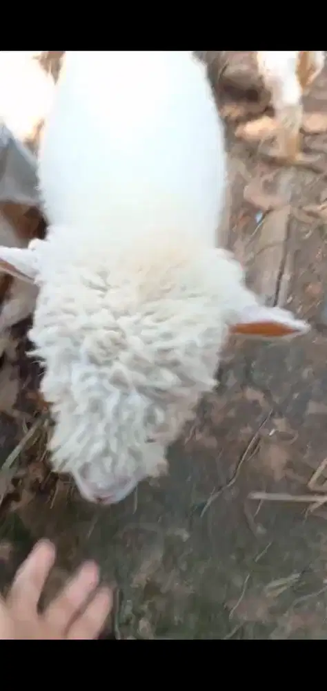 Kambing Merino Batur umur 8 bulan