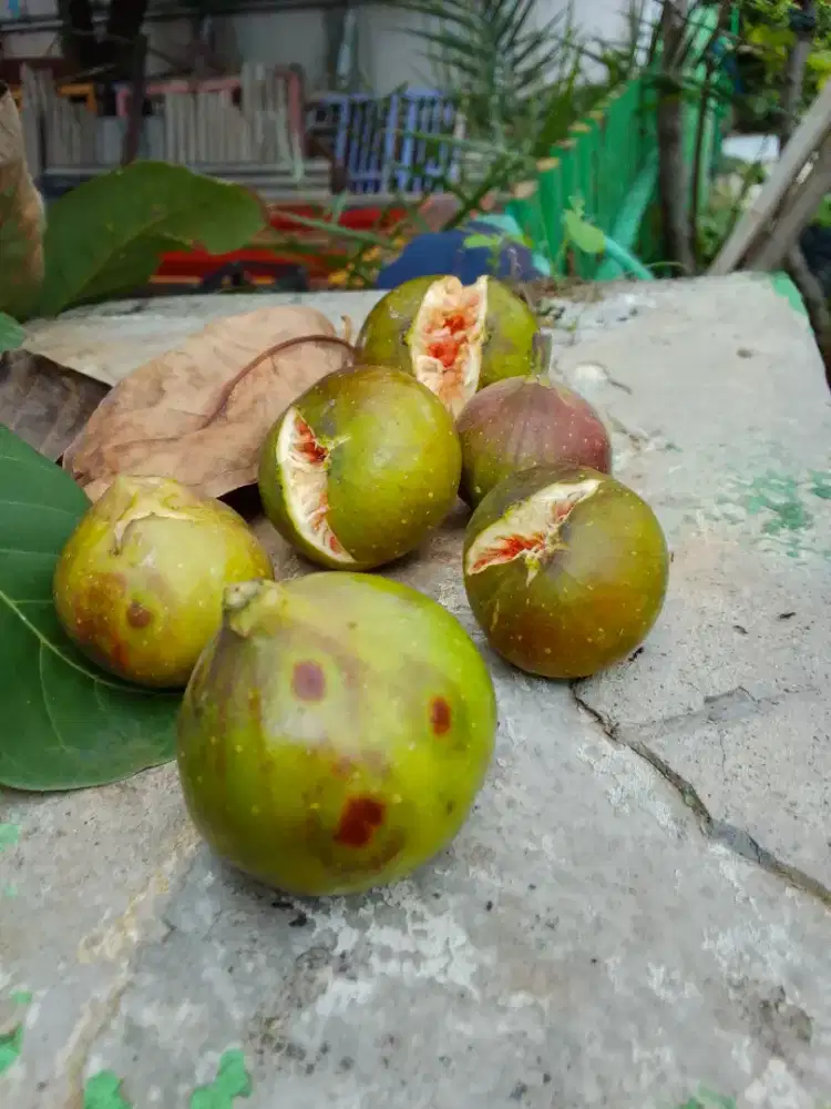 Jual pohon berkah Tin