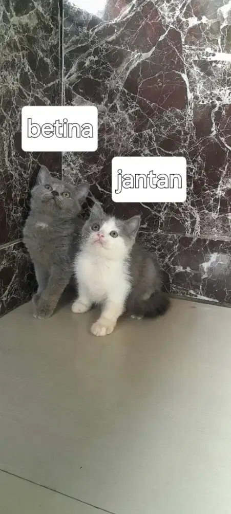 BSH mahar untuk 1 pasang minus bekas jamur yg betina di ekor