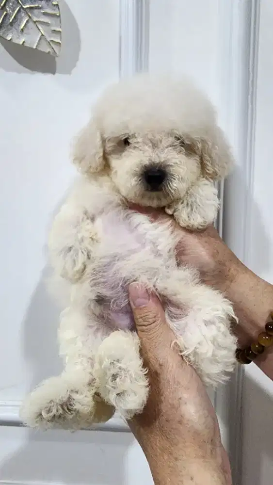 Poodle Jantan Puppy Murahhh