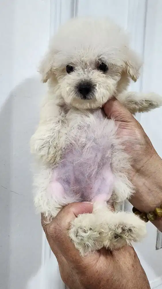 Anakan Poodle Betina Murahhh