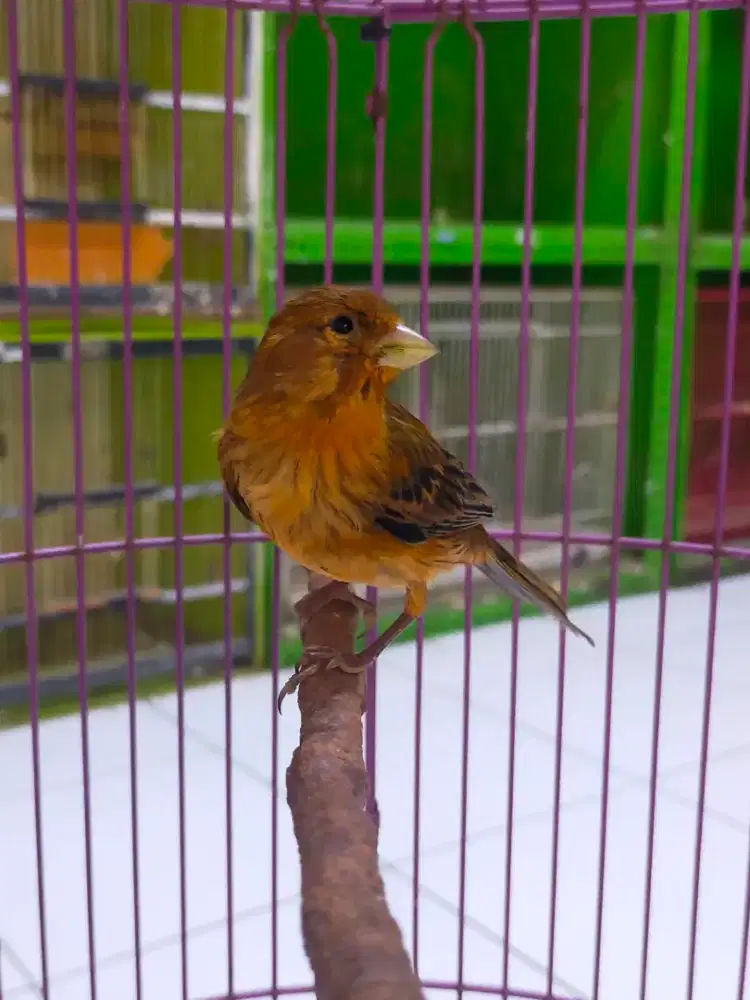 Burung kenari gacor perdana