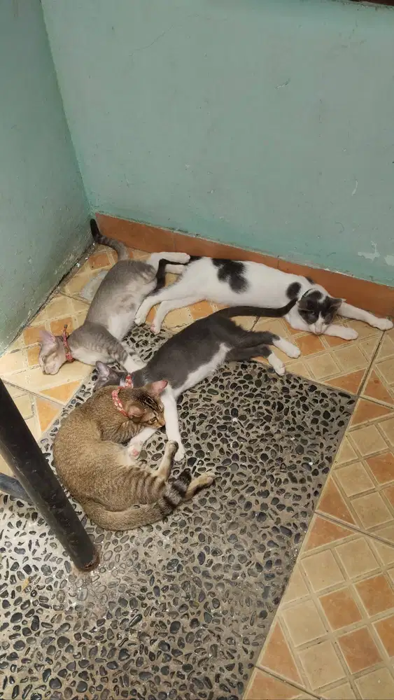 KUCING MOGI MIX LINCAH