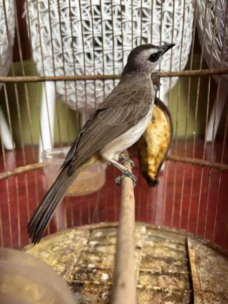 Trucukan Sudah Ngeropel