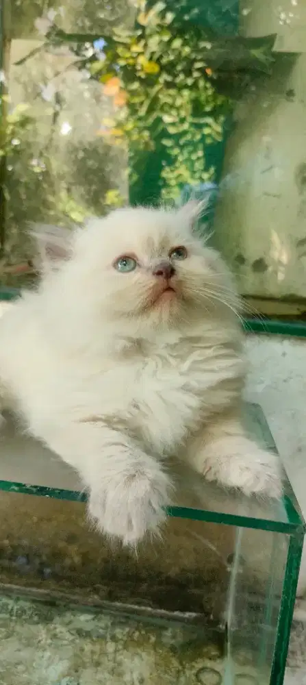 Baby cat persia medium