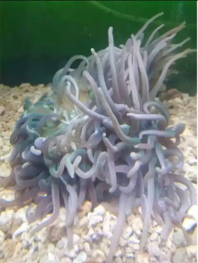 Jual anemon model murah