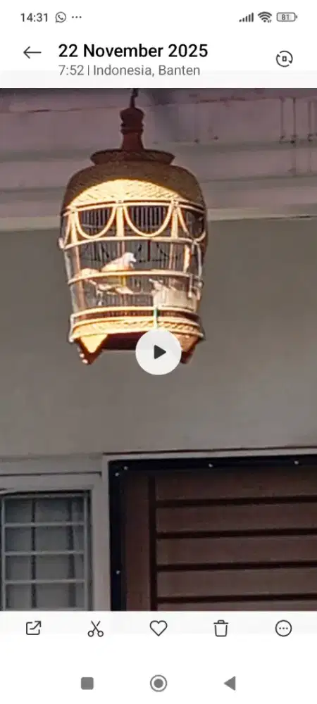 Perkutut Bangkok istimewa klaw bunyi 5.6 ketukan suara gede burja