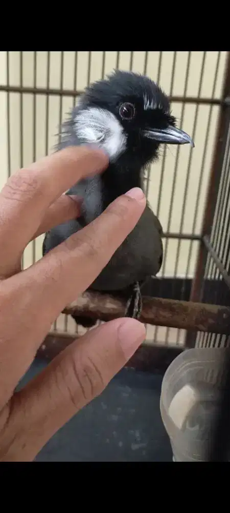 Poksay hongkong ternakan gacor