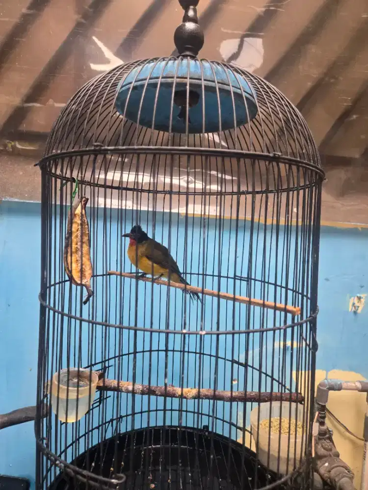 Kutilang Emas gacor mata merah fullset