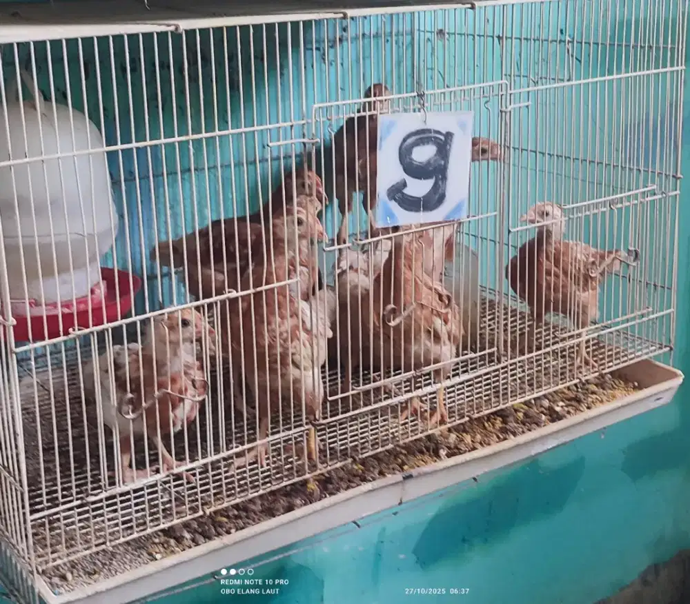 Ayam coklat 10 mingguan