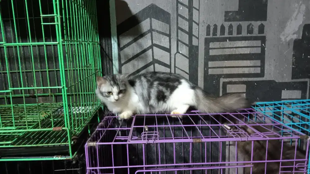 Munckhin betina lg birahi