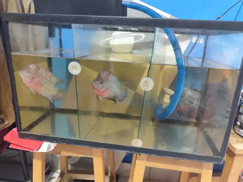 Ikan 3 ekor + aquarium akrilik + filternya