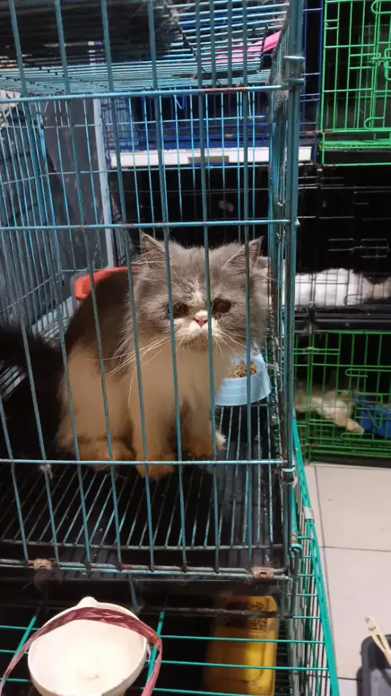 Indukan peak jago rawat anak