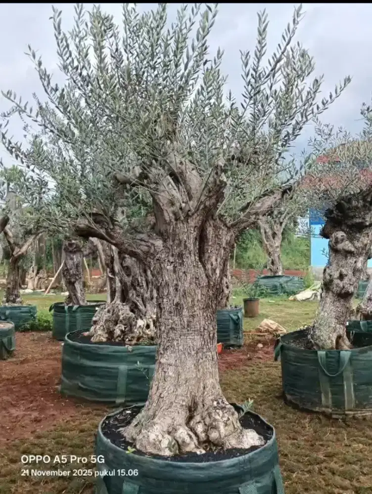 Pohon zaitun pohon olive