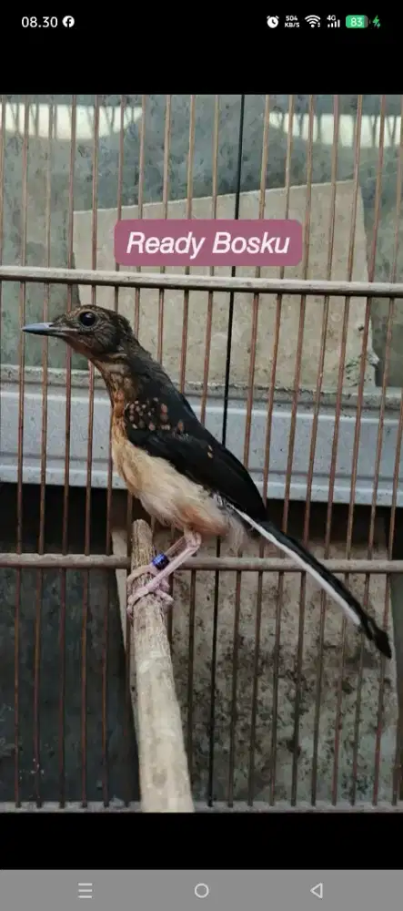 Trotolan super murai sumatra jantan tulen