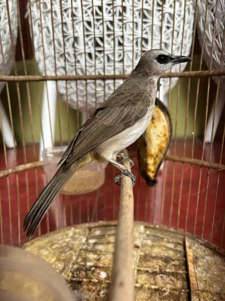 Trucukan Jinak Sudah Bunyi