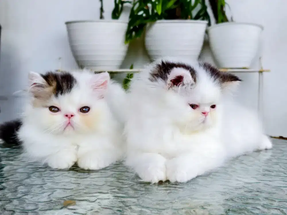Kitten betina usia 2,5 bulan persia peaknose
