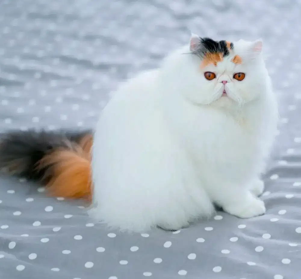 Kitten betina usia 2,5 bulan persia peaknose